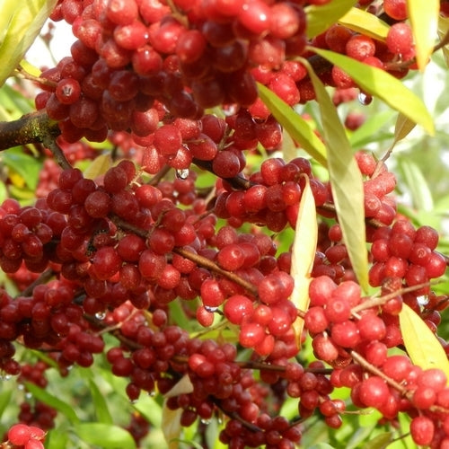Eleagnus berry 'Big Red' / 'Sweet-N-Tart'