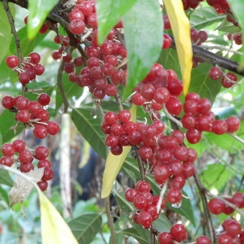 Eleagnusbes 'Garnet'