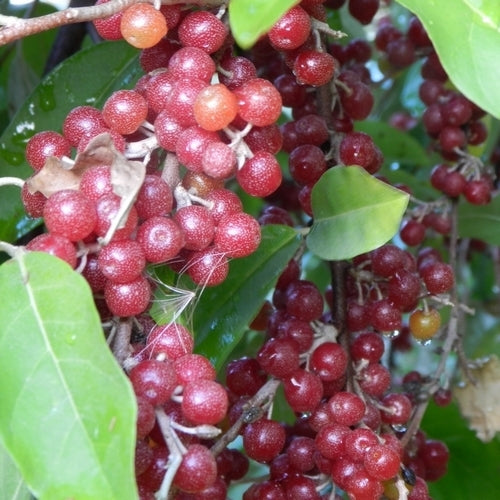 Eleagnusbes 'Sweet Milan'