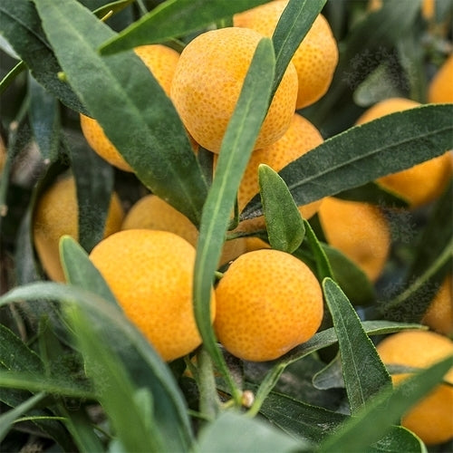 Eremorange