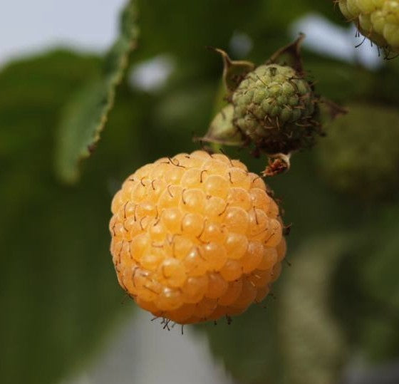 Gele Herfstframboos 'Fallgold'