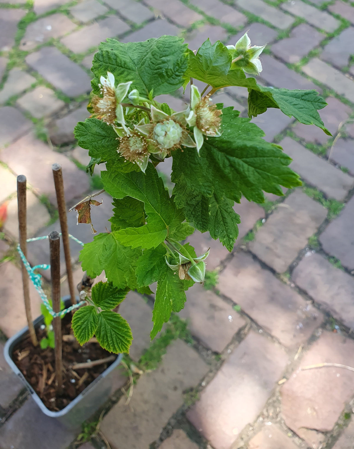 Summer raspberry 'Glen Ample'