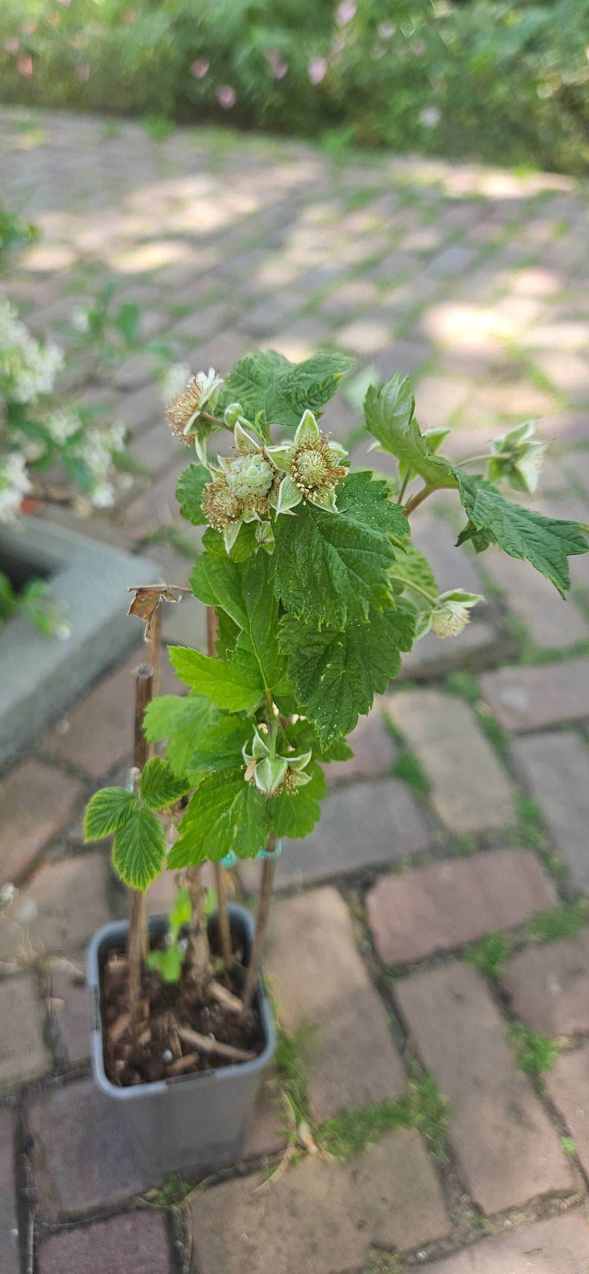 Zomerframboos 'Glen Ample'