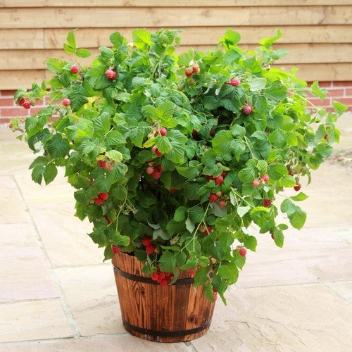 Pot Zomerframboos 'Ruby Beauty' / 'Bonbonberry Yummy'