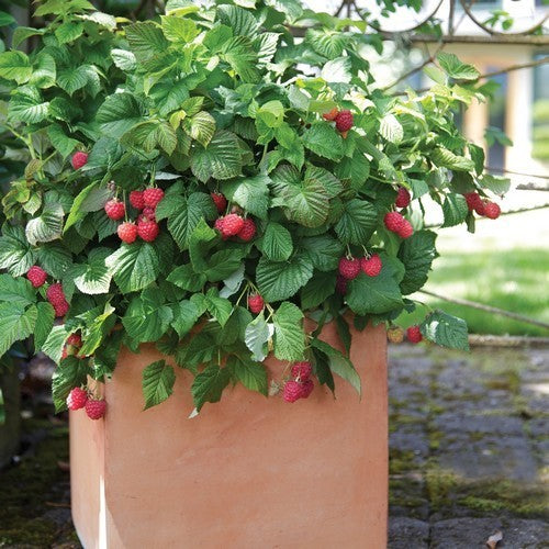 Pot Zomerframboos 'Ruby Beauty' / 'Bonbonberry Yummy'