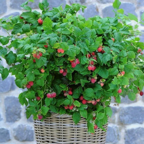 Pot Zomerframboos 'Ruby Beauty' / 'Bonbonberry Yummy'