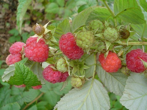 Red Summer Raspberry 'Schoenemann'