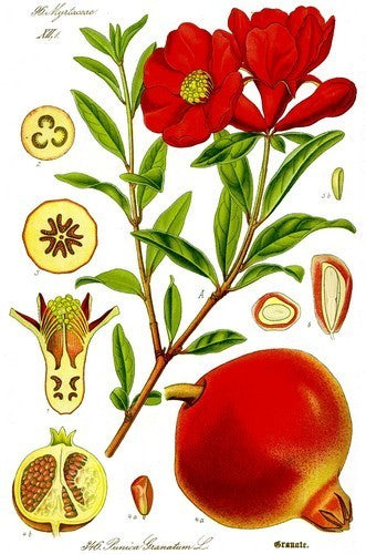 Granaatappel 'Dente di Cavello'