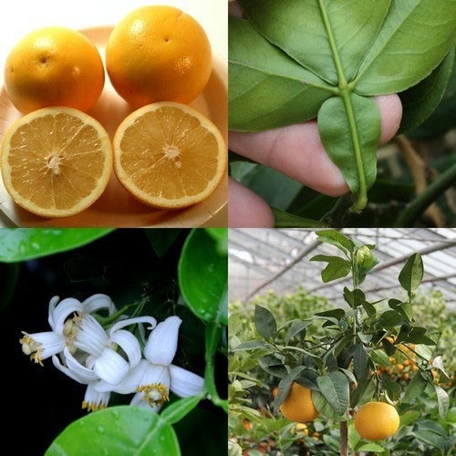 Grapefruit