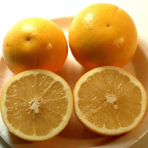 Grapefruit
