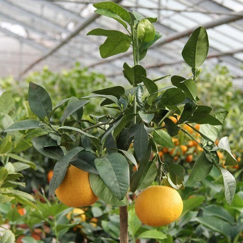 Grapefruit