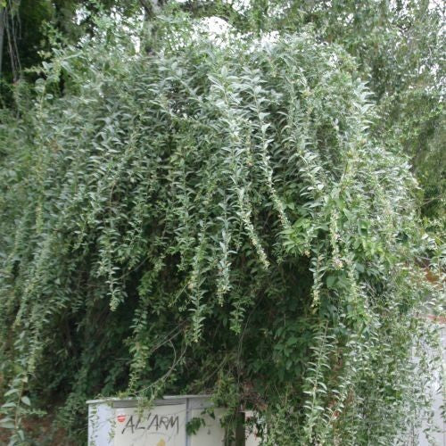 Goji-Bes 'Sweet Goji'