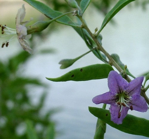 Goji-Bes 'Sweet Goji'