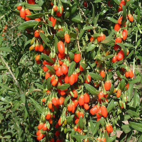 Goji-Bes 'Sweet Goji'