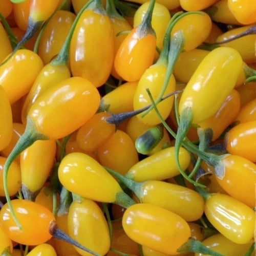 Goji Berry, Yellow 'Amber Sweet'