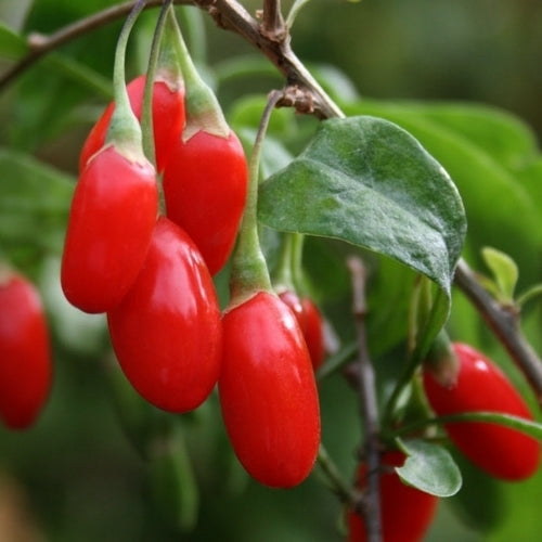 Goji-Bes 'Duo Chan De'