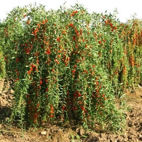 Goji-Bes 'Duo Chan De'