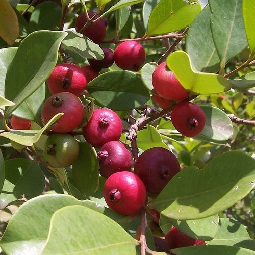 Guave, Aardbei