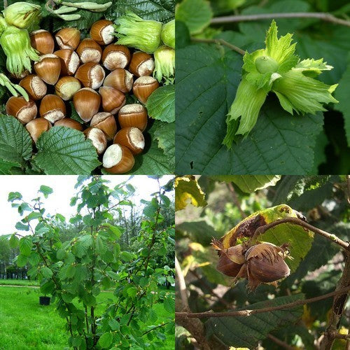 Hazelnut 'Cosford' / 'Nocchione'