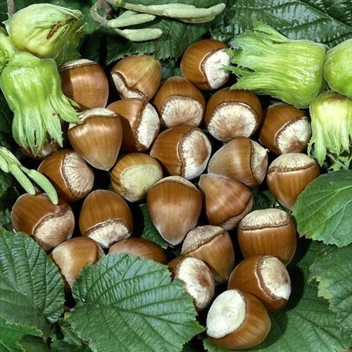 Hazelnut 'Cosford' / 'Nocchione'