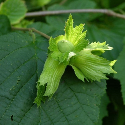 Hazelnut 'Cosford' / 'Nocchione'