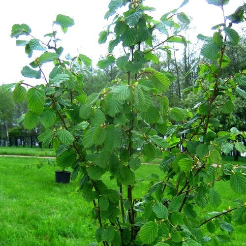 Hazelnut 'Cosford' / 'Nocchione'