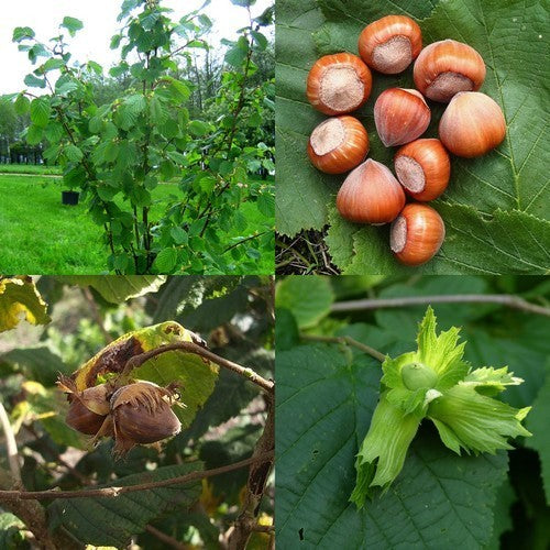 Hazelnut ‘Halle’sche Riesen’ / ‘Fertile de Coutard’