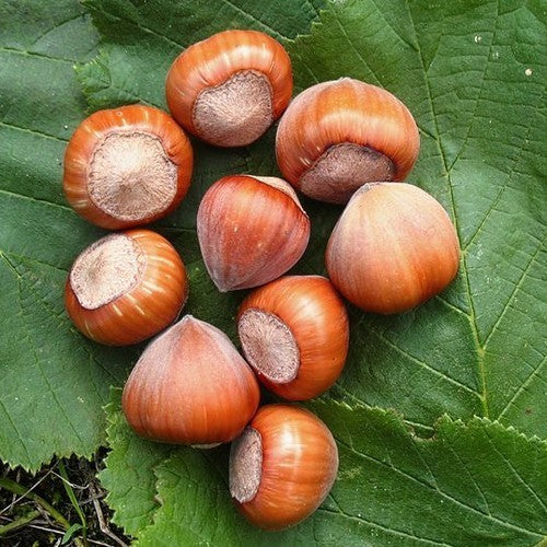 Hazelnut ‘Halle’sche Riesen’ / ‘Fertile de Coutard’