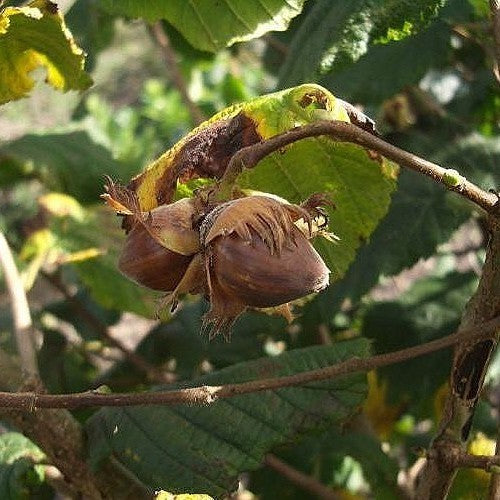 Hazelnut ‘Halle’sche Riesen’ / ‘Fertile de Coutard’