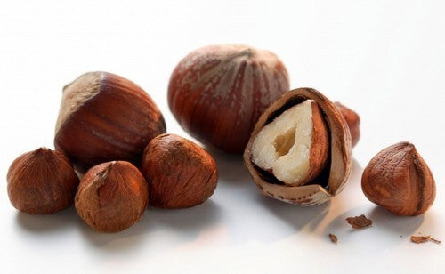 Hazelnut 'Garibaldi'