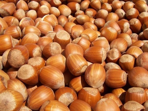 Hazelnut 'Garibaldi'