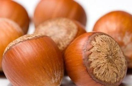 Hazelnut 'Garibaldi'