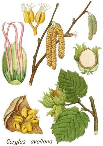 Hazelnut 'Garibaldi'
