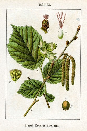 Hazelnut 'Garibaldi'
