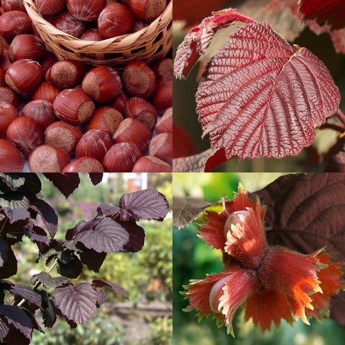 Hazelnoot 'Rote Zellernuss' / 'Rode Zeller'