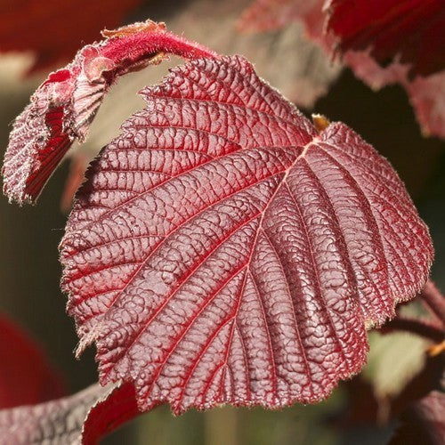 Hazelnoot 'Rote Zellernuss' / 'Rode Zeller'