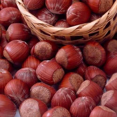 Hazelnoot 'Rote Zellernuss' / 'Rode Zeller'