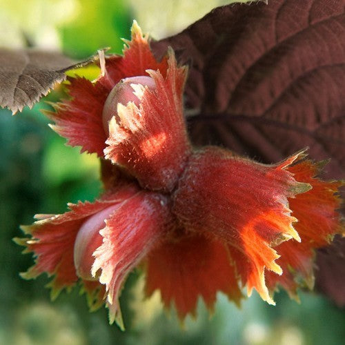 Hazelnoot 'Rote Zellernuss' / 'Rode Zeller'
