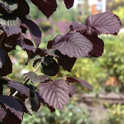 Hazelnoot 'Rote Zellernuss' / 'Rode Zeller'