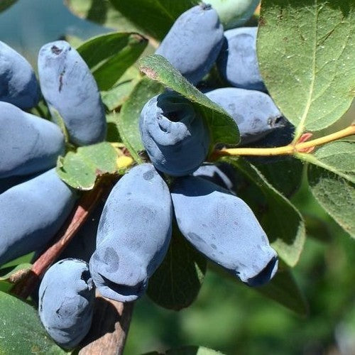 Honingbes, Blauwe 'Aurora'