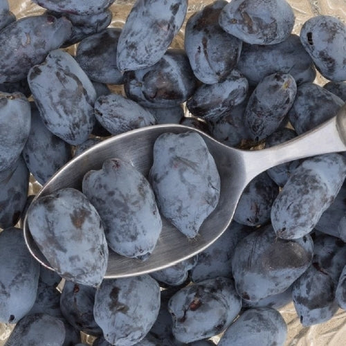 Honeyberry, Blue 'Boreal Beauty'