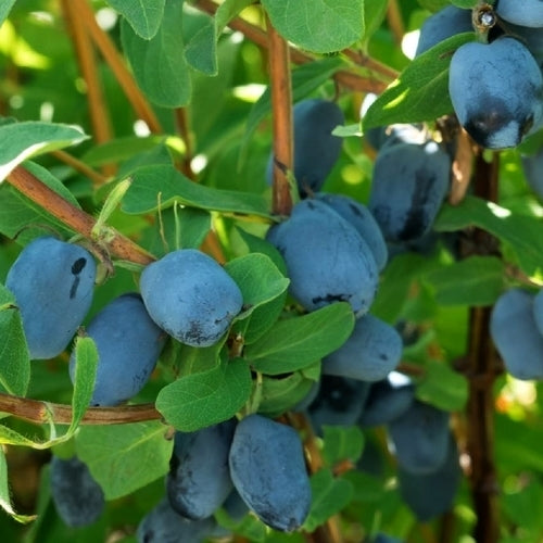 Honeyberry, Blue 'Boreal Beauty'