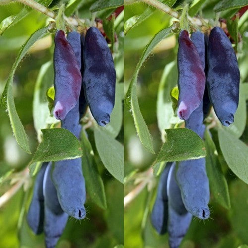 Honingbes, Blauwe 'Gordost Bakczara'