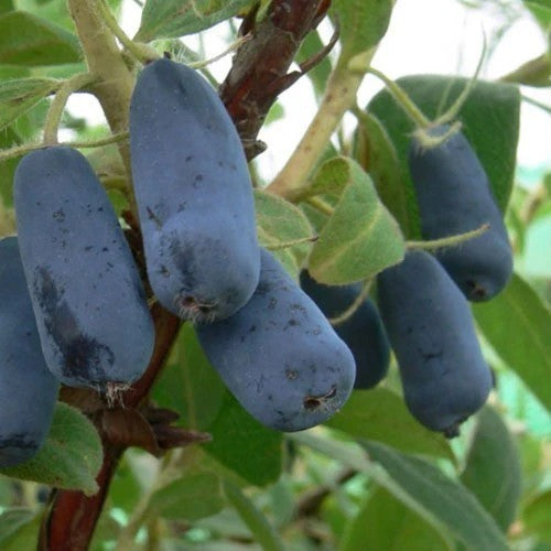 Honingbes, Blauwe 'Honeybee'
