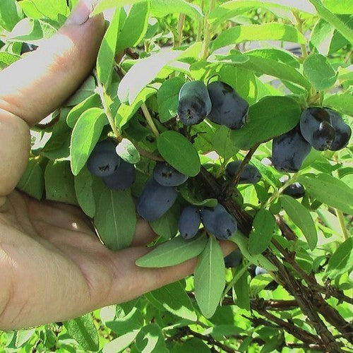Honingbes, Blauwe 'Morena'