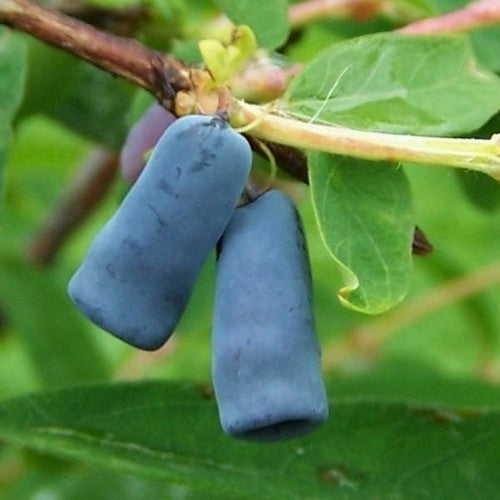 Honingbes, Blauwe 'Morena'