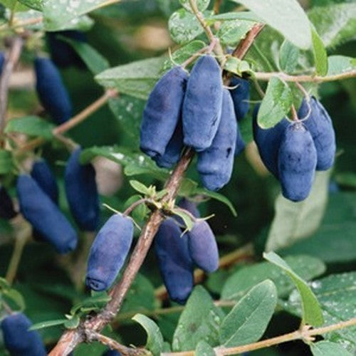 Honingbes, Blauwe 'Morena'