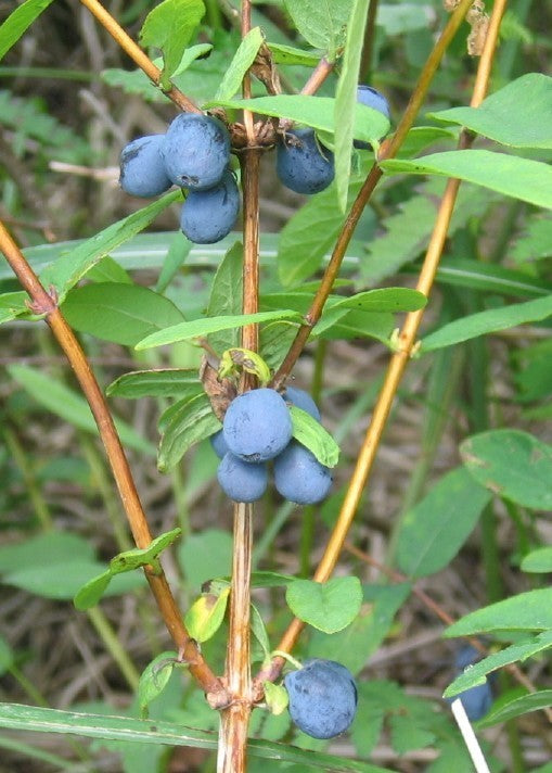 Honingbes, Blauwe 'Morena'