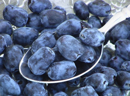 Honingbes, Blauwe 'Morena'