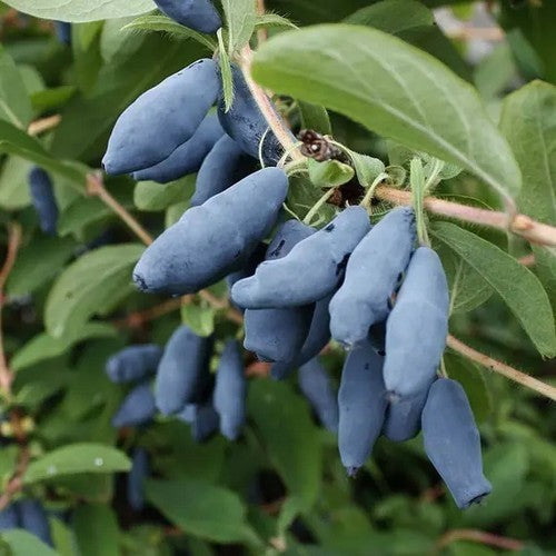 Honingbes, Blauwe 'Kamtschatica'